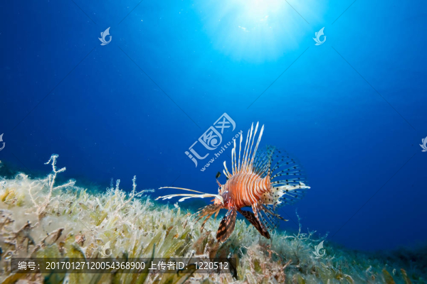 海洋；太陽和獅子魚