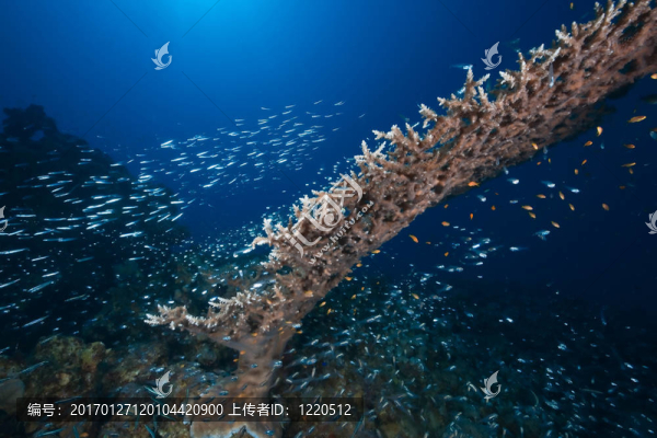 海洋；太陽(yáng)和魚