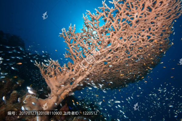 海洋；太陽和魚