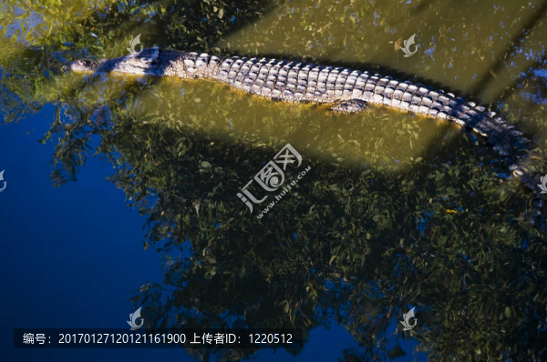 鱷魚(yú)