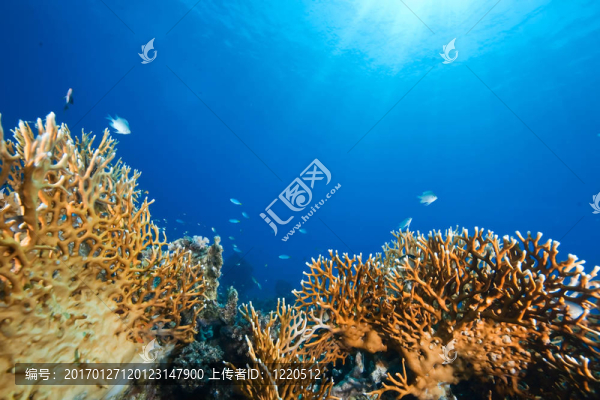 海洋；太陽和魚