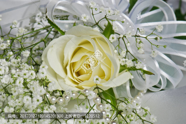 優(yōu)雅的白色