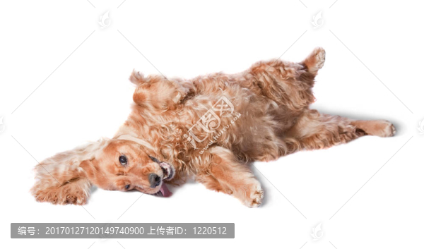 可卡犬