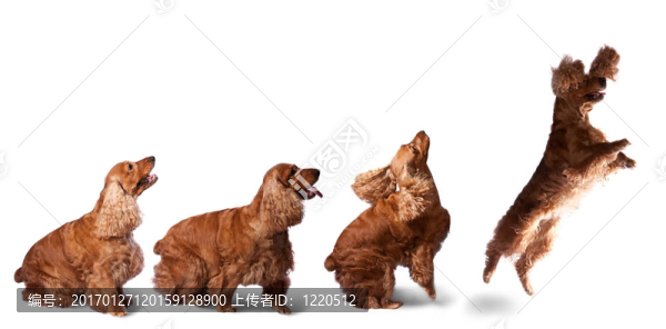 跳躍的可卡犬