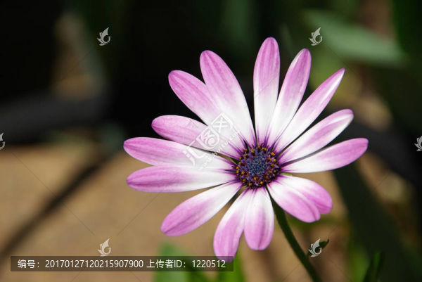 菊08