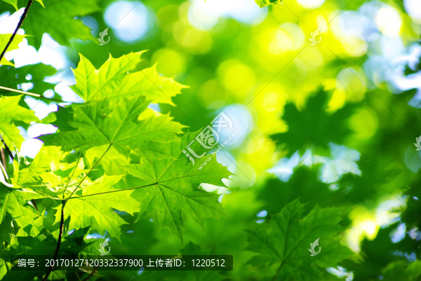 綠色的葉子