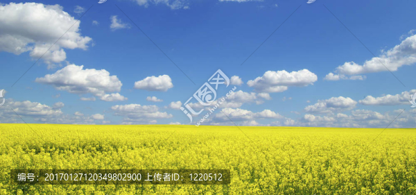 油菜田-匯圖網(wǎng) www.fosd68.com 油菜田