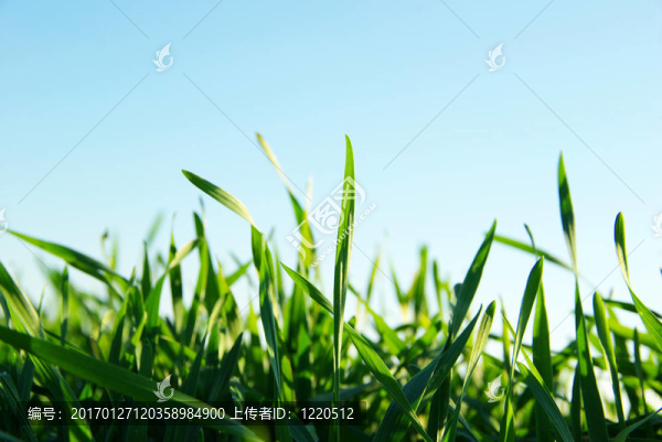 草