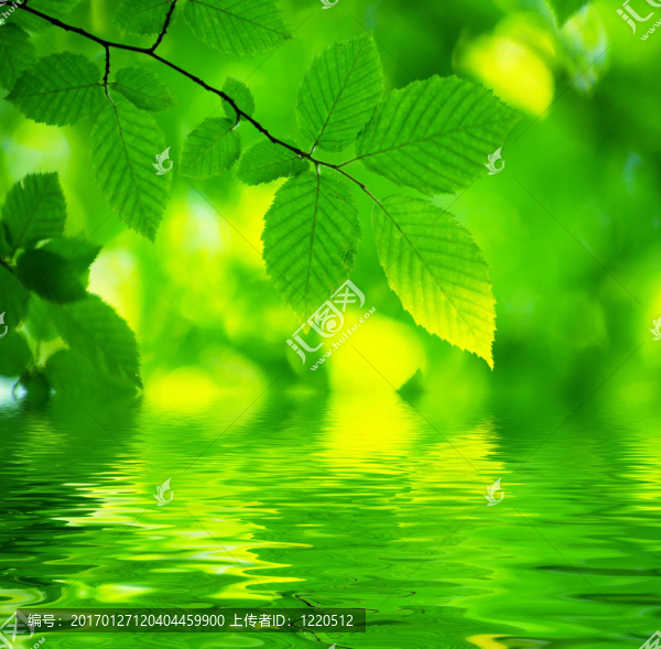 葉子背景-匯圖網(wǎng) www.fosd68.com 葉子背景