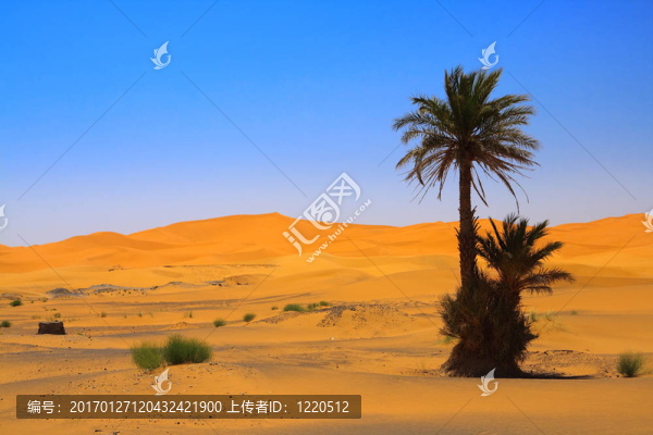 在撒哈拉沙漠棕櫚樹（Erg,Chebbi；摩洛哥）