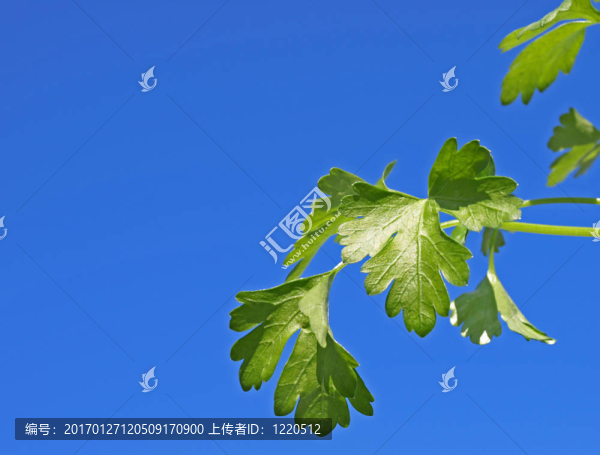 平葉歐芹