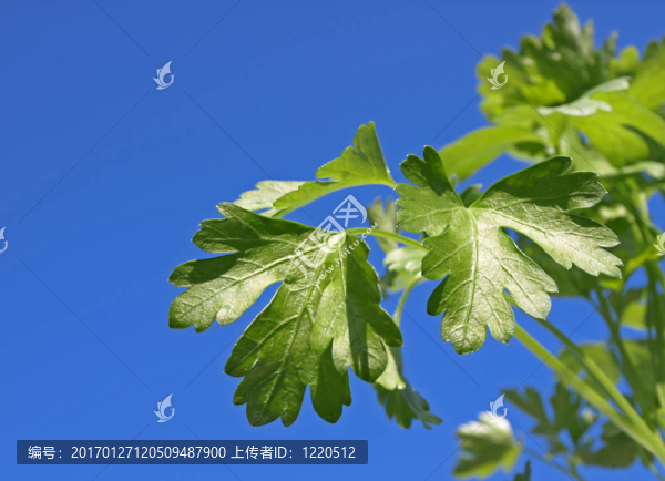 香菜束