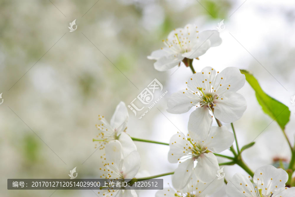 櫻花