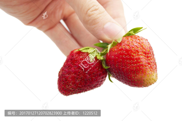 新鮮草莓在手