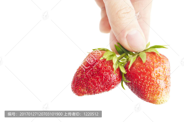 新鮮草莓在手