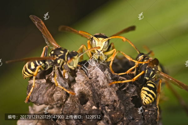 黃蜂（Polistes,bischoff）