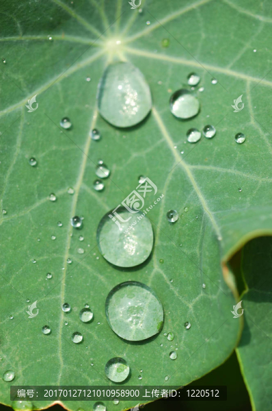 綠葉水滴