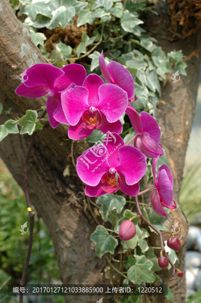 粉紅蘭花群
