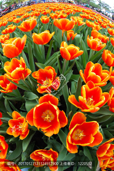橙色郁金香魚眼視圖-匯圖網(wǎng) www.fosd68.com 橙色郁金香魚眼視圖