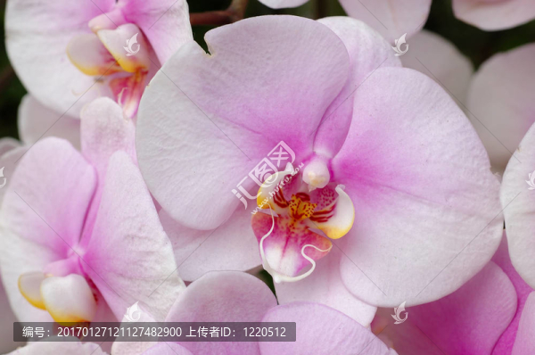 白色的粉紅色的蘭花