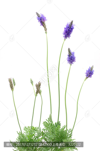 薰衣草植物