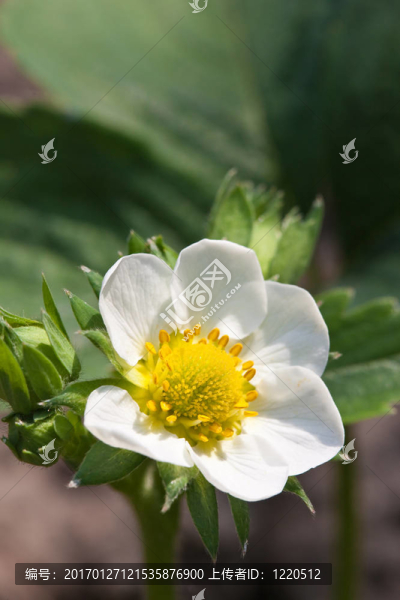 草莓花-匯圖網(wǎng) www.fosd68.com 草莓花