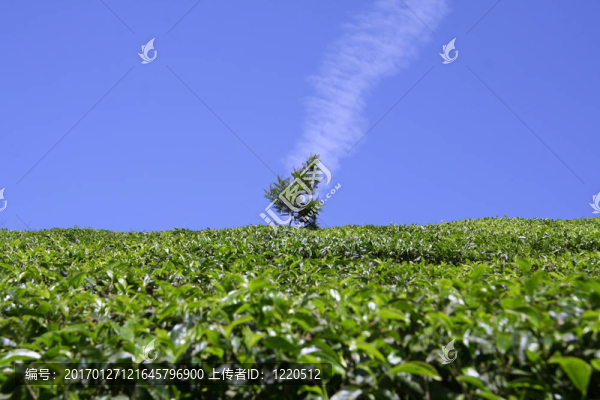 茶園-匯圖網(wǎng) www.fosd68.com 茶園
