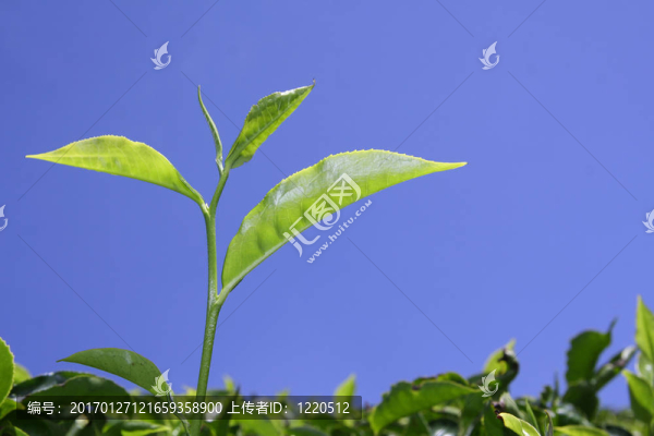 茶葉