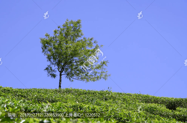 茶園