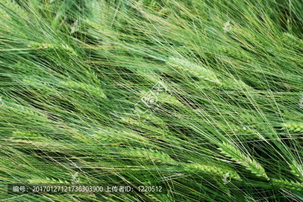 小麥的紋理-匯圖網(wǎng) www.fosd68.com 小麥的紋理