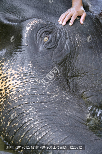 大象-匯圖網(wǎng) www.fosd68.com 大象