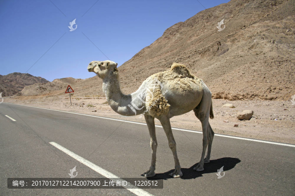 駱駝-匯圖網(wǎng) www.fosd68.com 駱駝