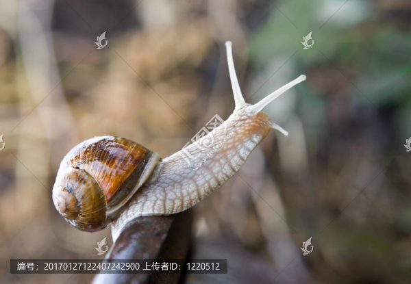 蝸牛