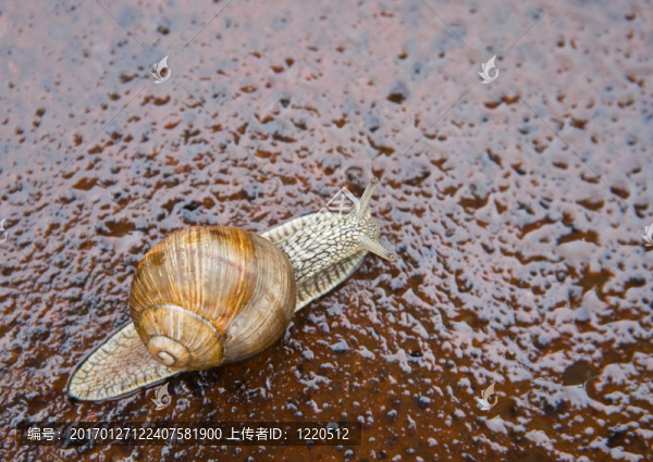 蝸牛