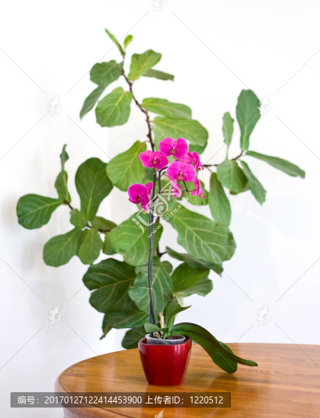 蘭花