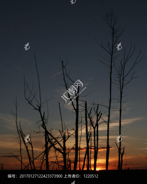 夕陽的剪影