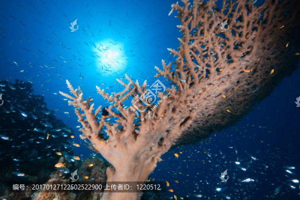海洋；太陽(yáng)和魚