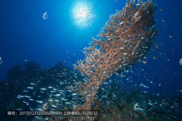 海洋；太陽和魚