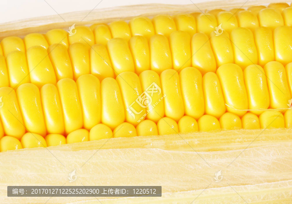 玉米芯-匯圖網(wǎng) www.fosd68.com 玉米芯
