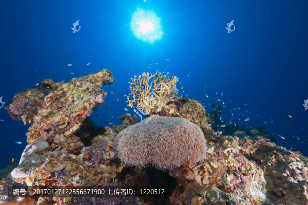 海洋；太陽和魚