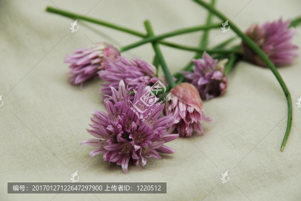韭菜花
