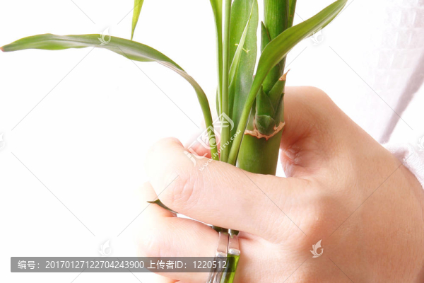 漢斯植物