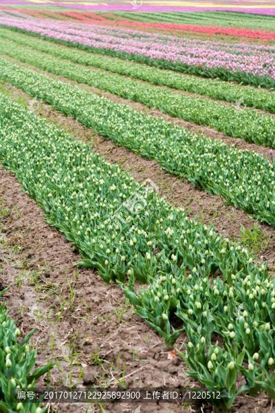 粉紅色的郁金香