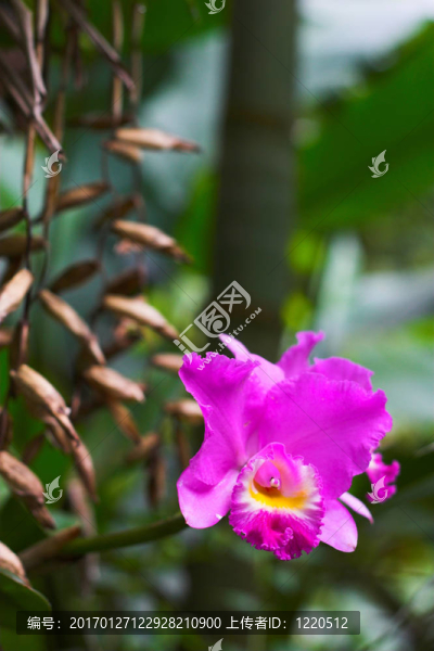盛開的蘭花