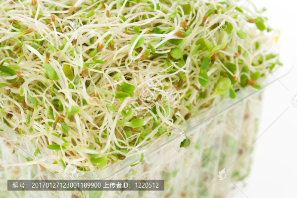 苜蓿芽-匯圖網(wǎng) www.fosd68.com 苜蓿芽