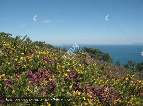 植被的布列塔尼-匯圖網(wǎng) www.fosd68.com 植被的布列塔尼