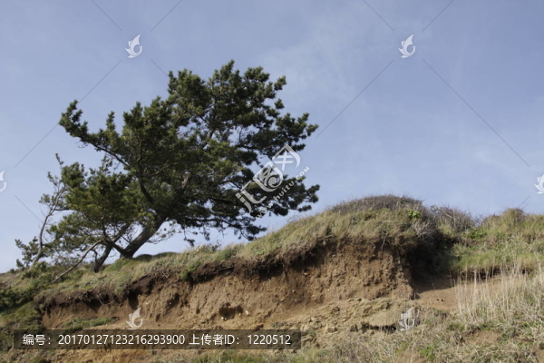 樹