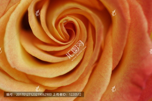 橙玫瑰