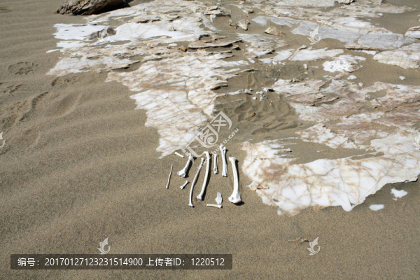 海鷗骨架