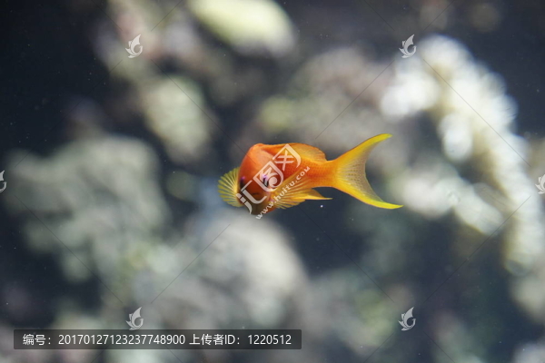 紅色的魚